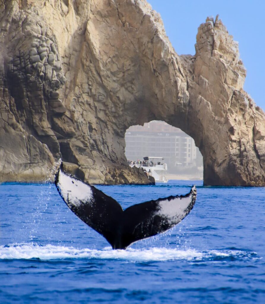 Whale watching in Cabo
